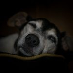 Taking Care of Older Dogs