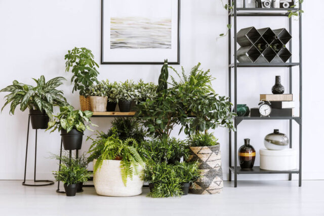 Plant Stands and Shelves