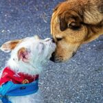 adopted shelter dog