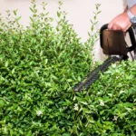 Privet Hedges