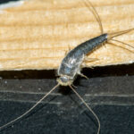 What are Silverfish