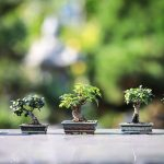 Bonsai Trees Indoors