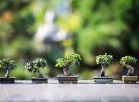Bonsai Trees Indoors