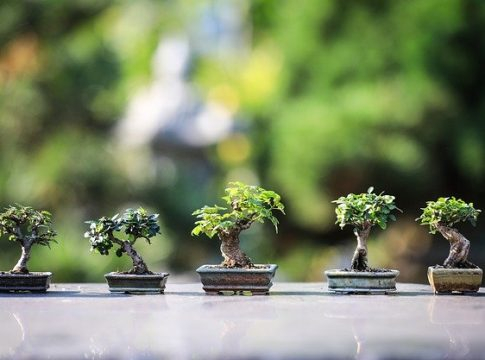 Bonsai Trees Indoors