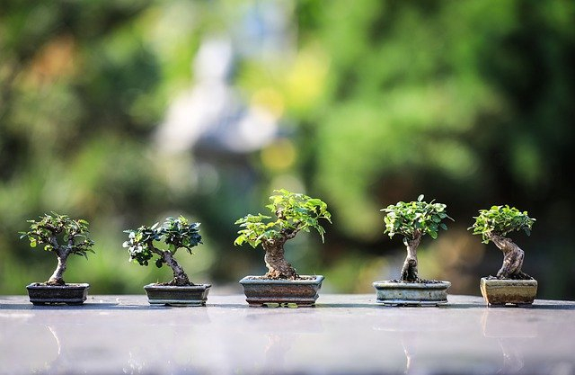 Bonsai Trees Indoors