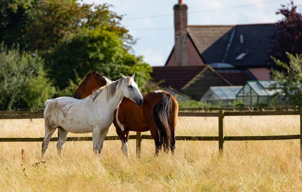 Top Types Of Indoor & Outdoor Horse Rugs
