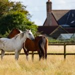 Horse Rugs