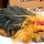 Buying Dogs and Puppies
