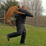 Alpharetta dog bite