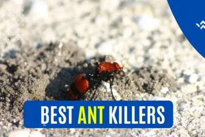Best Ant Killers