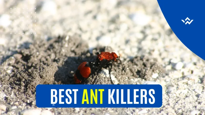 Best Ant Killers